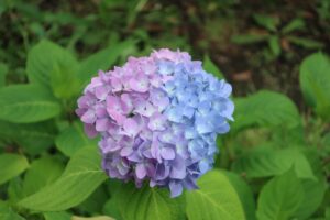 紫陽花 隅田公園 21 05 22 おっさんの一人旅